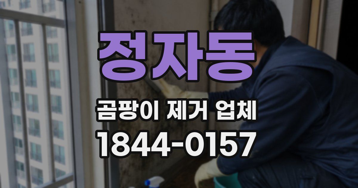 정자동 곰팡이 제거 업체