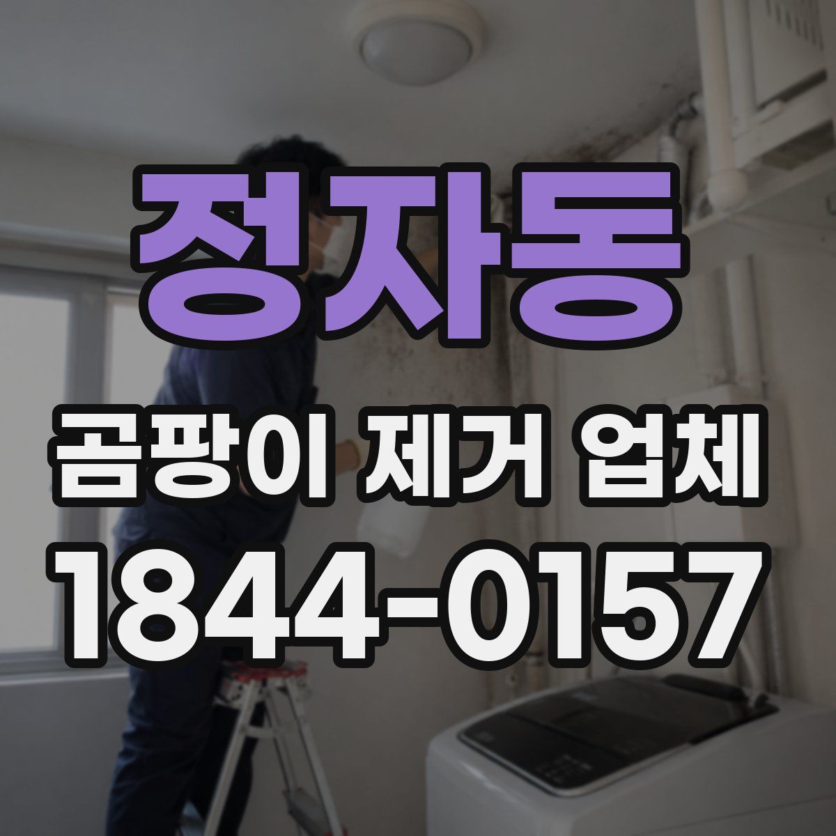 정자동 곰팡이 제거 업체