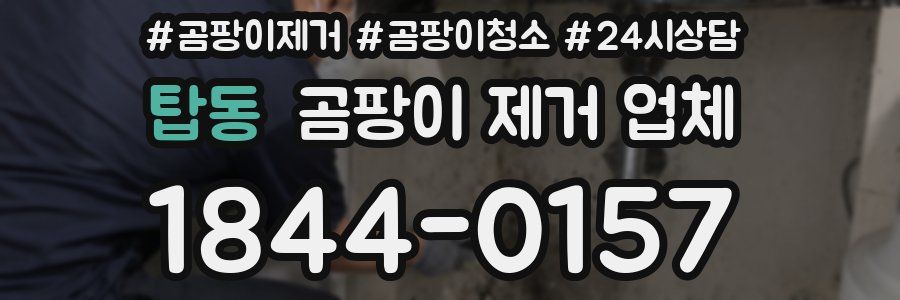 탑동 곰팡이 제거 업체
