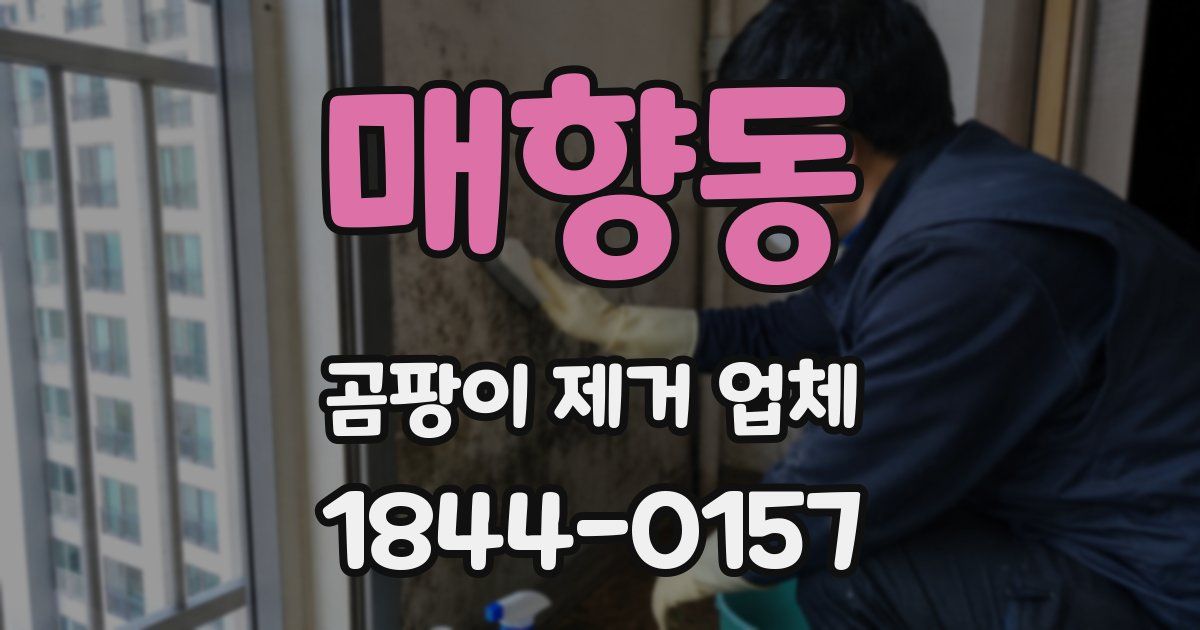 매향동 곰팡이 제거 업체