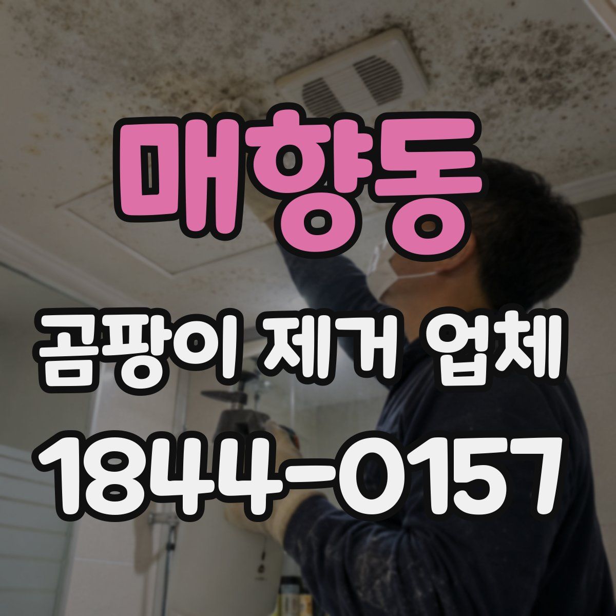 매향동 곰팡이 제거 업체