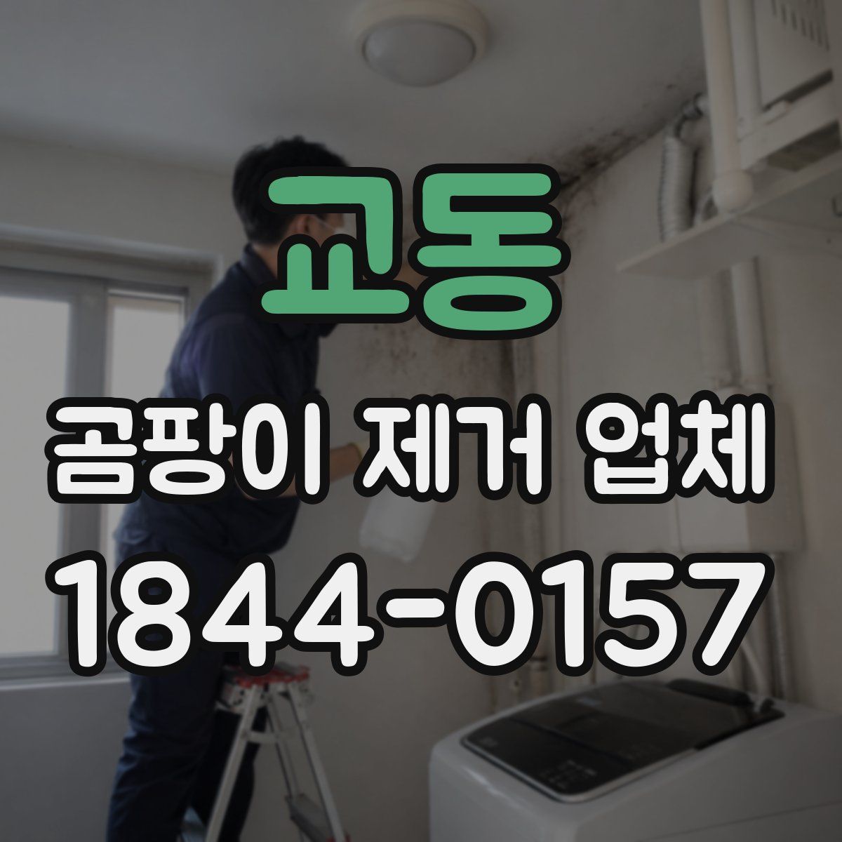 교동 곰팡이 제거 업체