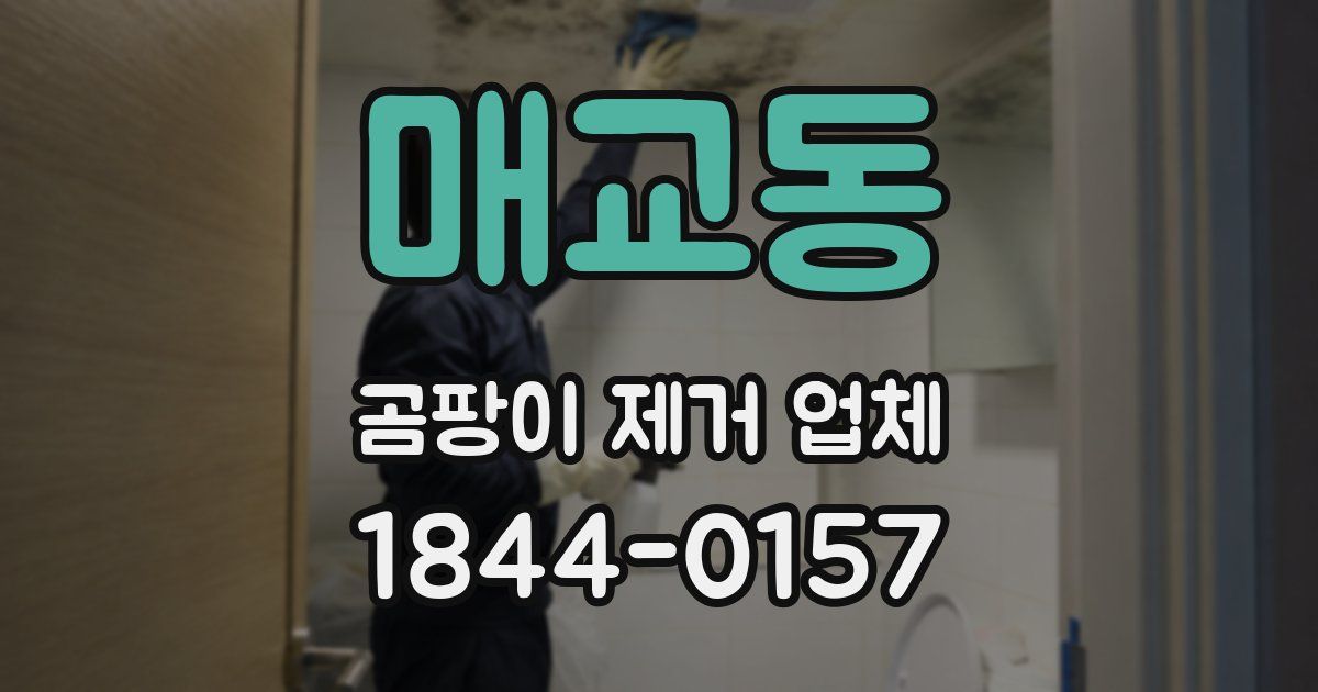 매교동 곰팡이 제거 업체