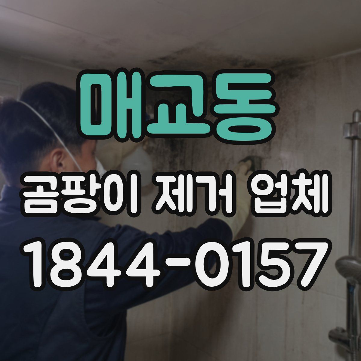 매교동 곰팡이 제거 업체