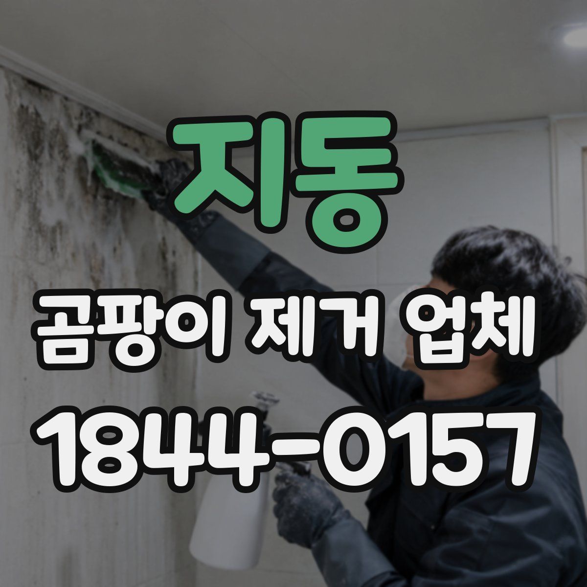 지동 곰팡이 제거 업체