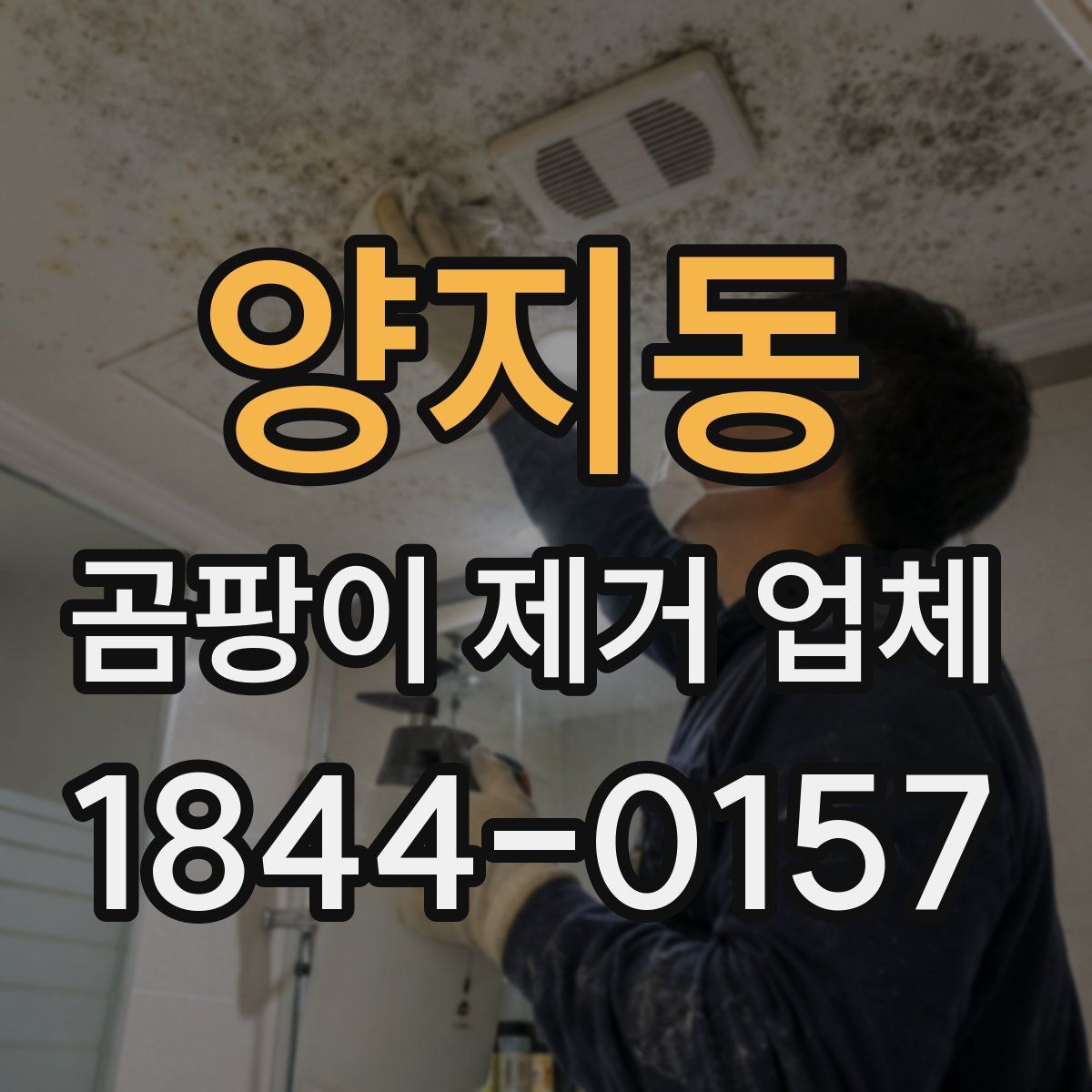 양지동 곰팡이 제거 업체