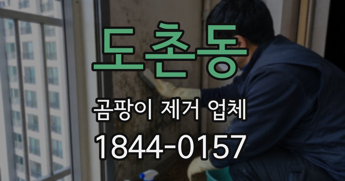 도촌동 곰팡이 제거 업체