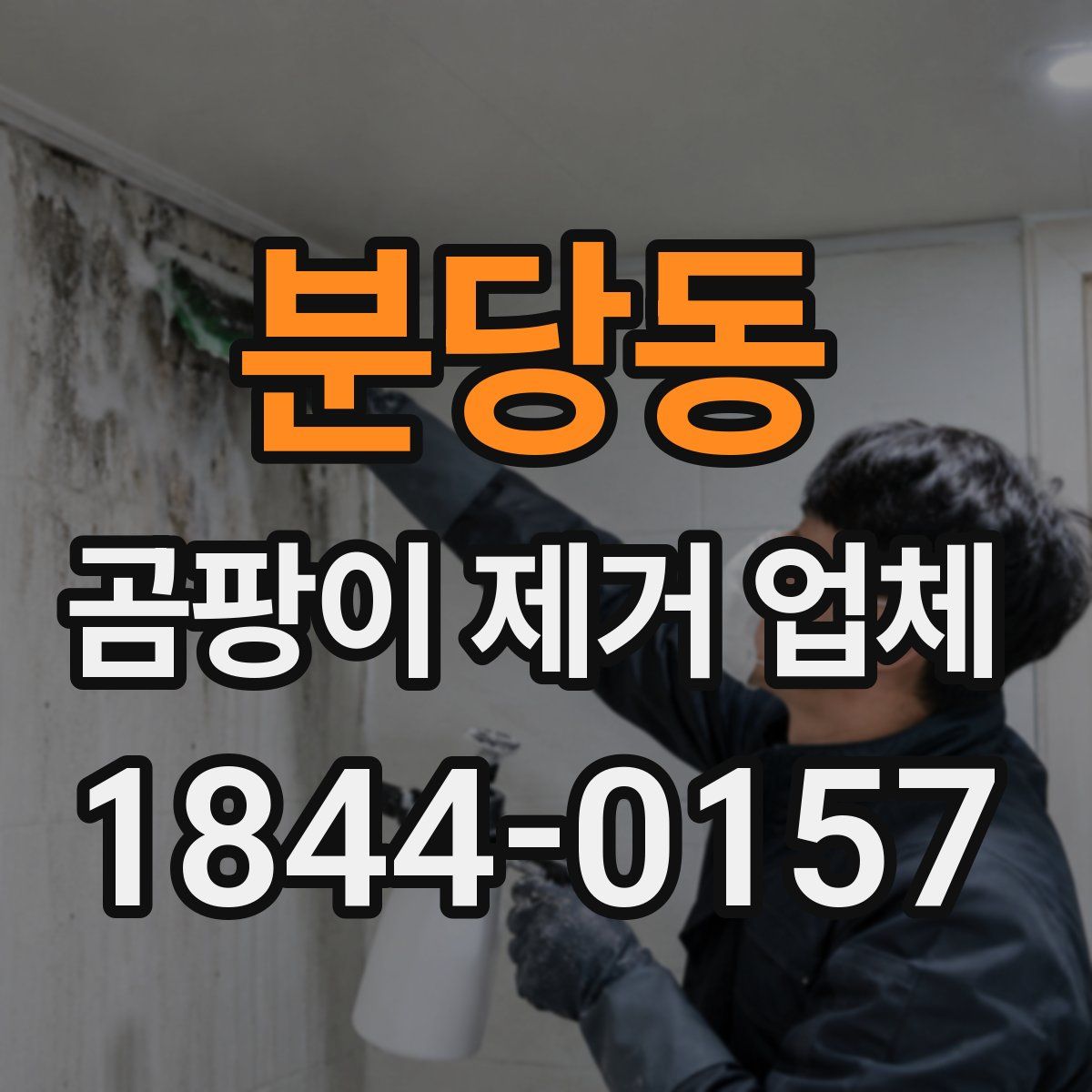 분당동 곰팡이 제거 업체