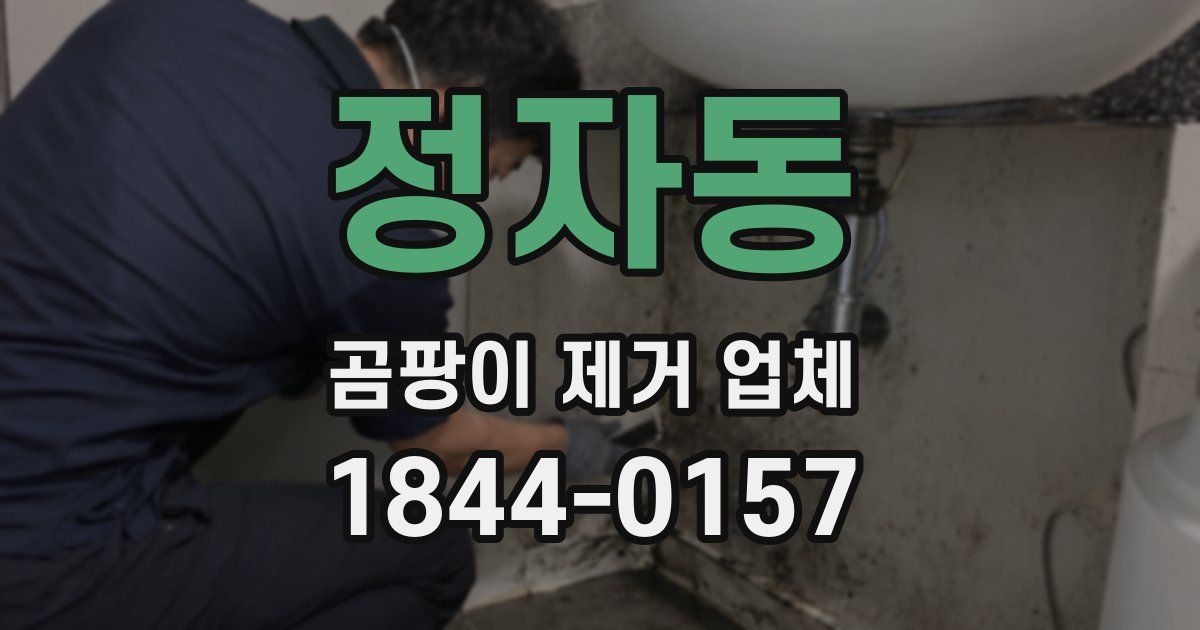 정자동 곰팡이 제거 업체