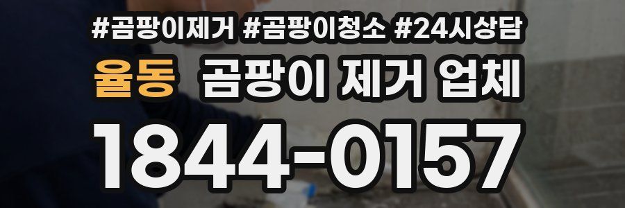 율동 곰팡이 제거 업체