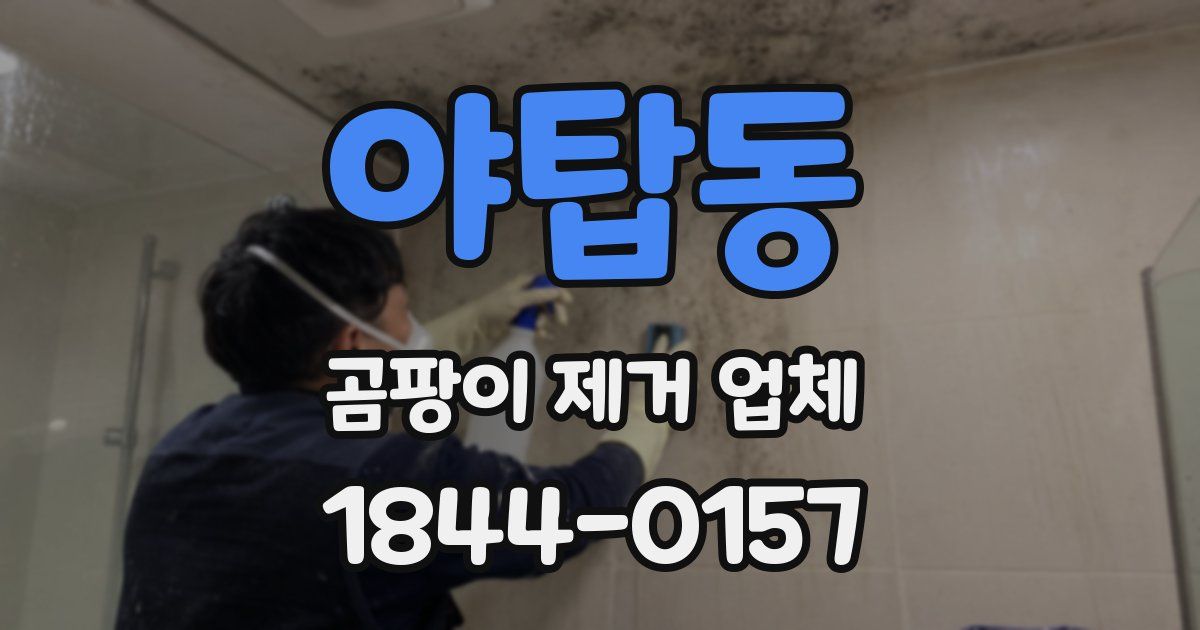 야탑동 곰팡이 제거 업체