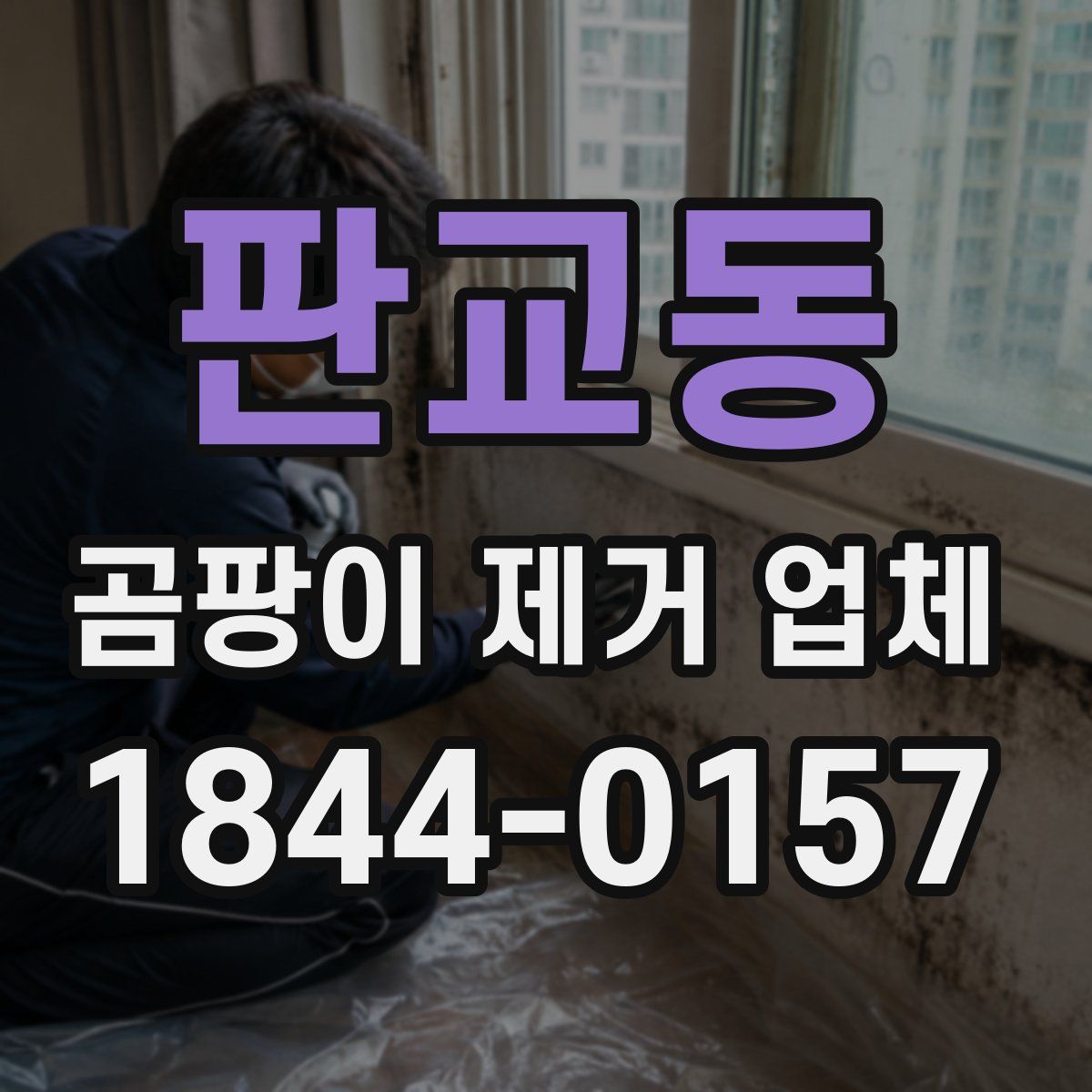 판교동 곰팡이 제거 업체