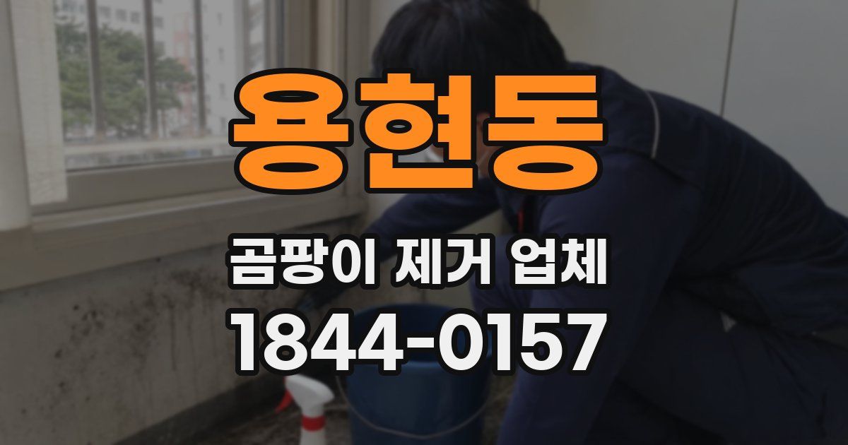 용현동 곰팡이 제거 업체