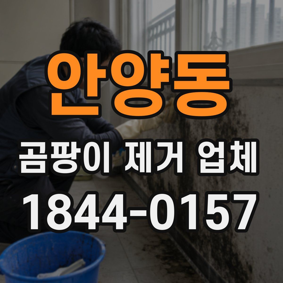 안양동 곰팡이 제거 업체