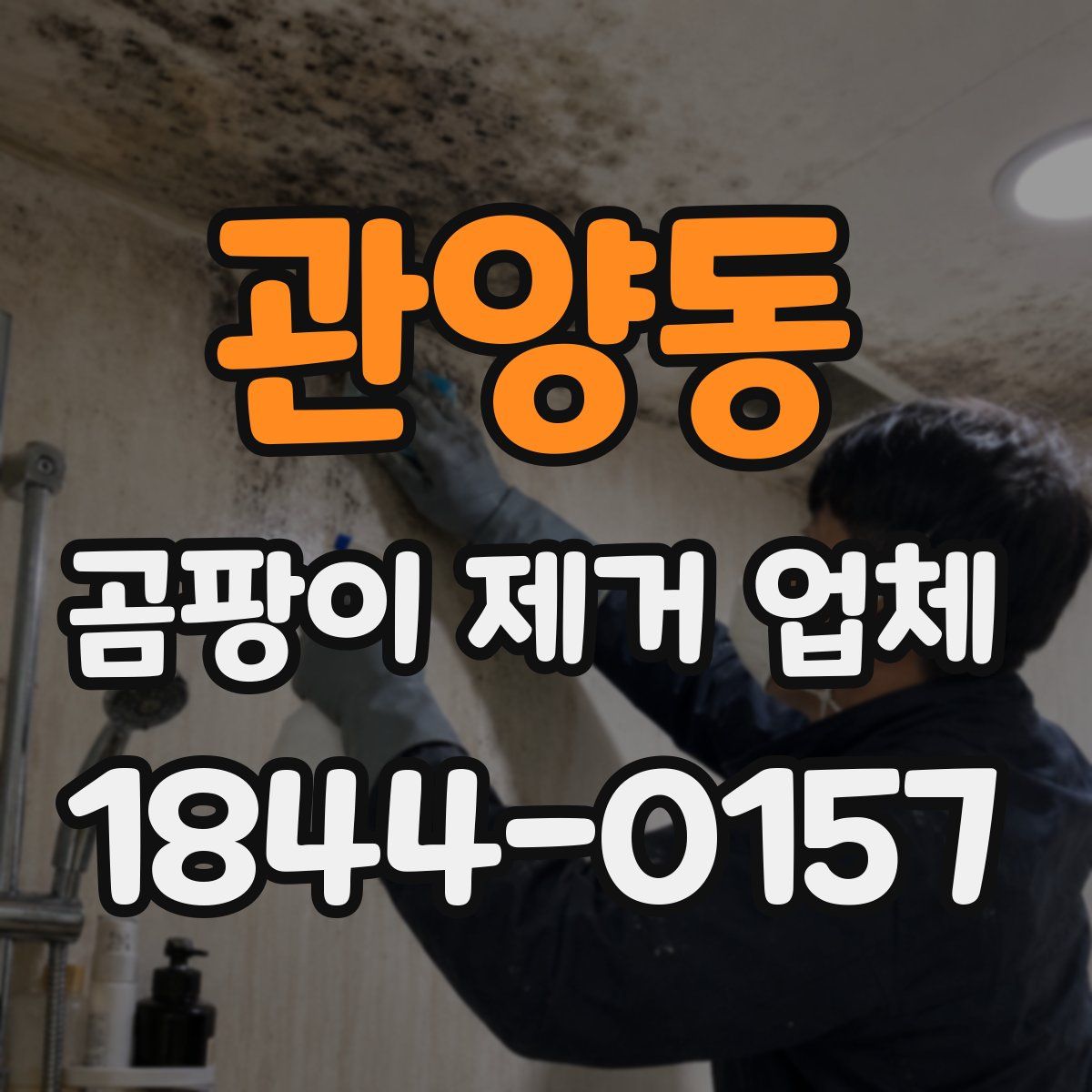 관양동 곰팡이 제거 업체
