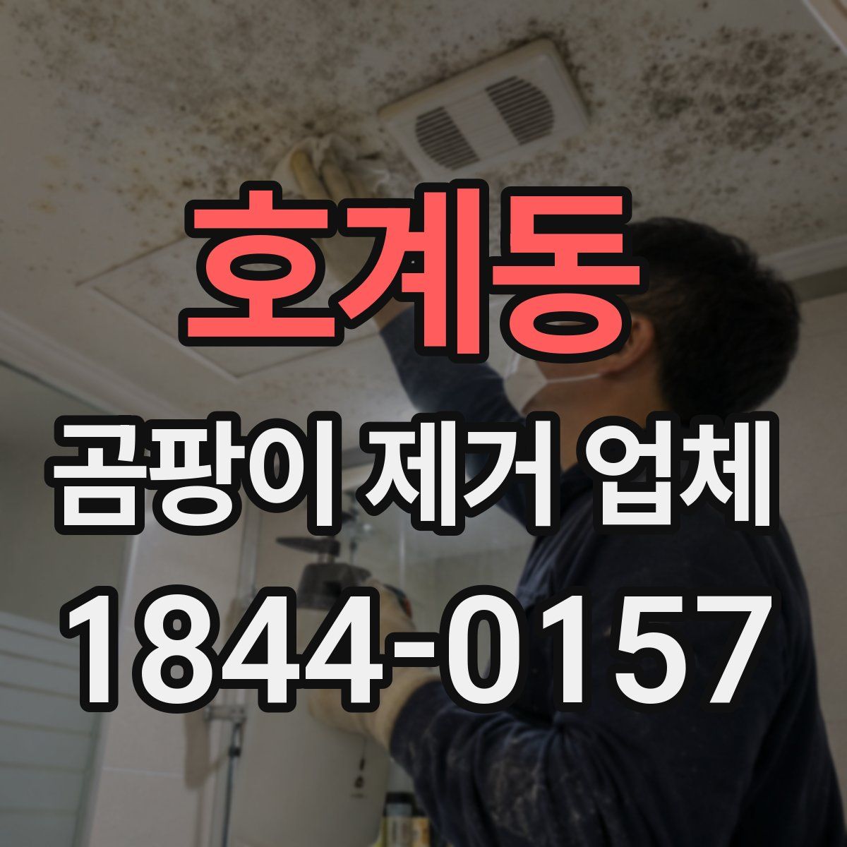 호계동 곰팡이 제거 업체