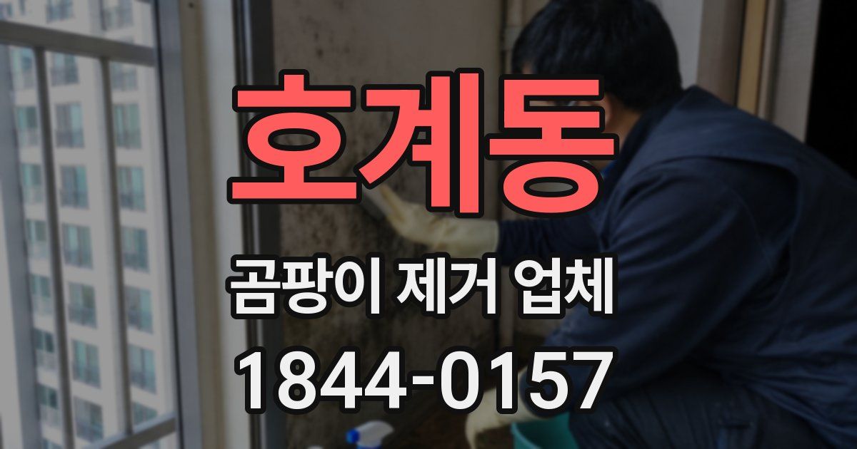 호계동 곰팡이 제거 업체
