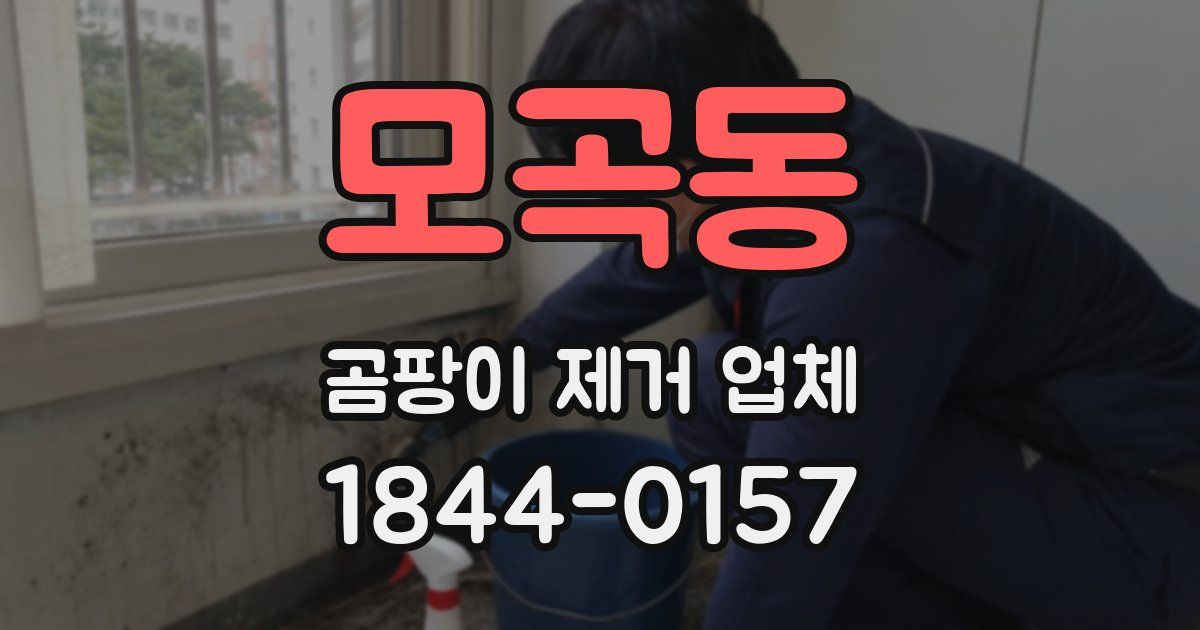 모곡동 곰팡이 제거 업체