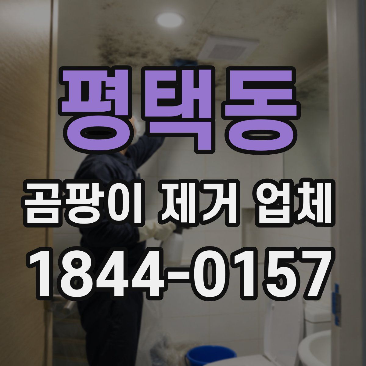 평택동 곰팡이 제거 업체
