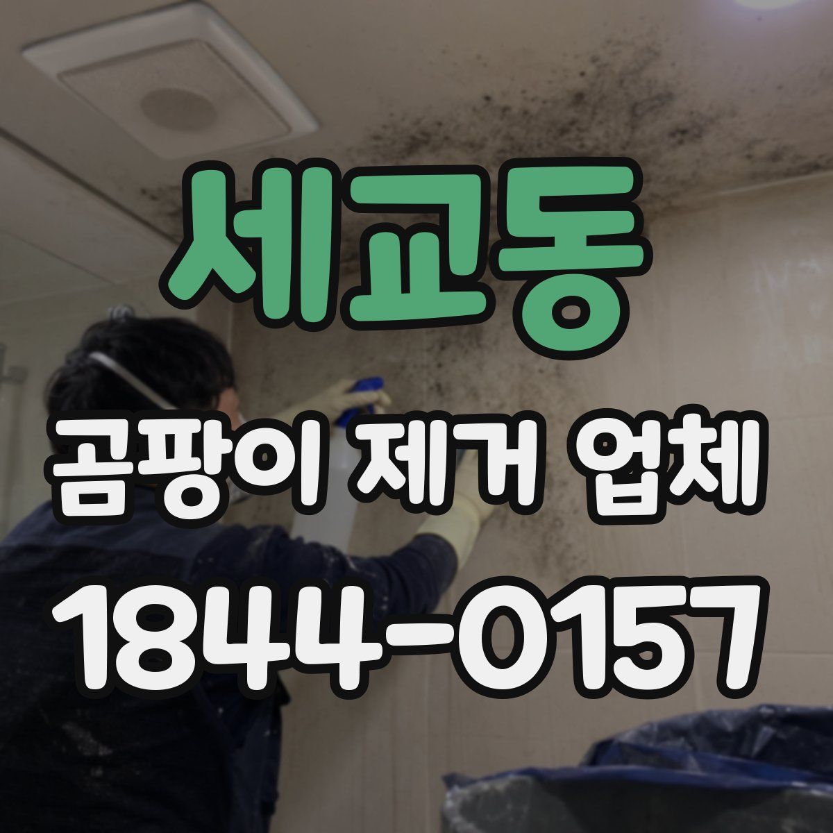 세교동 곰팡이 제거 업체
