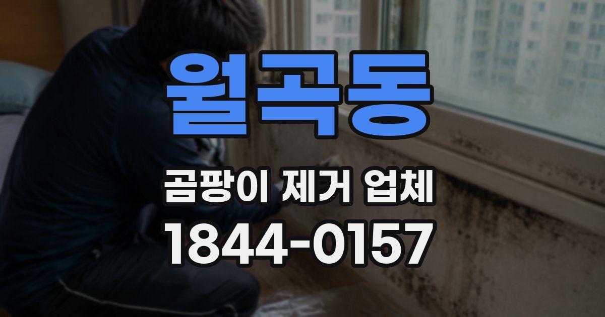 월곡동 곰팡이 제거 업체