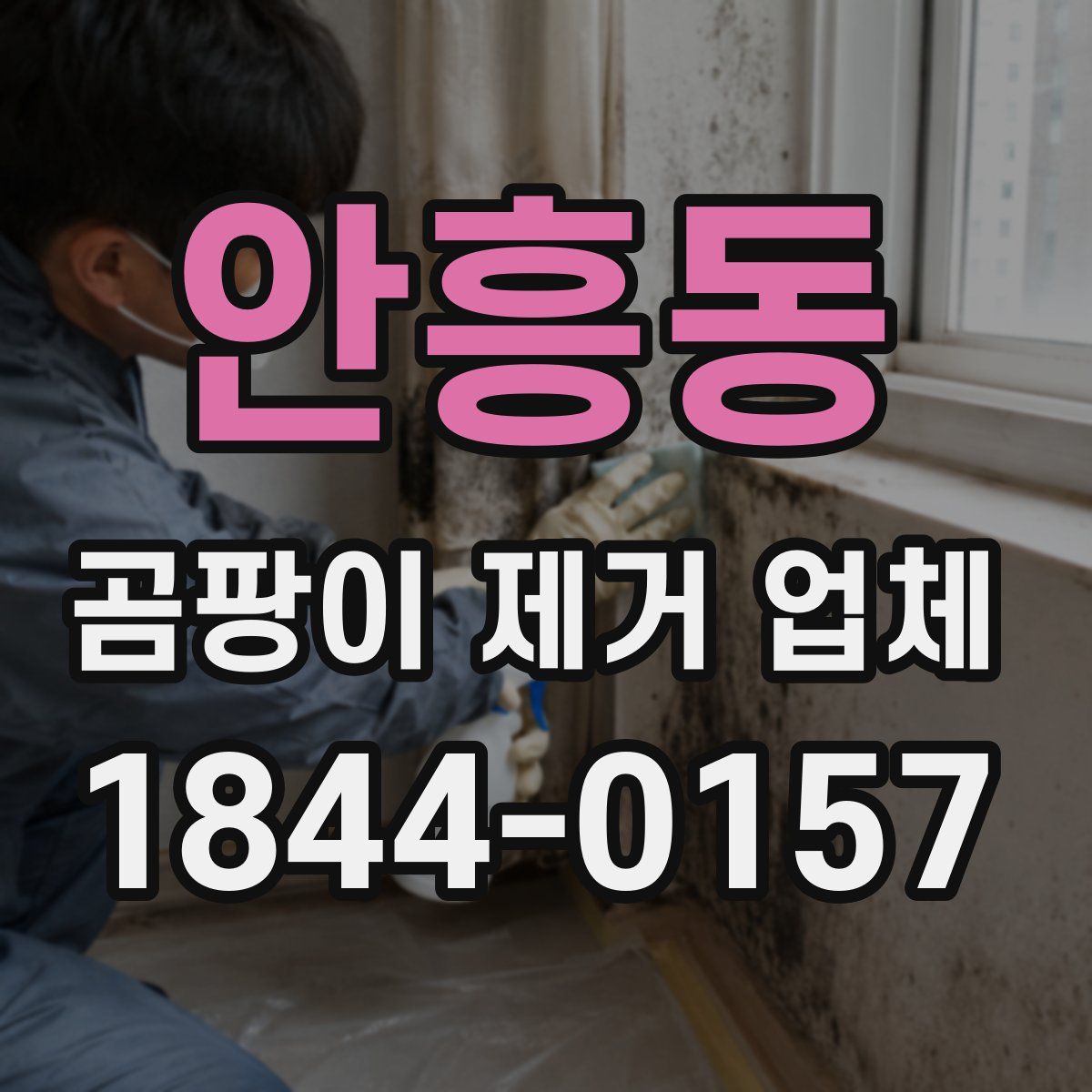 안흥동 곰팡이 제거 업체