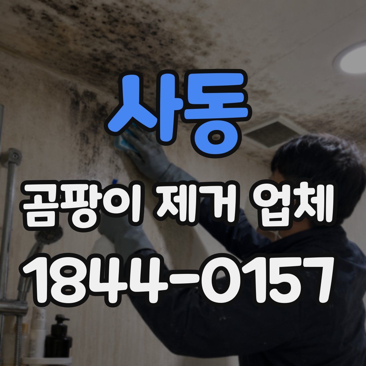 사동 곰팡이 제거 업체