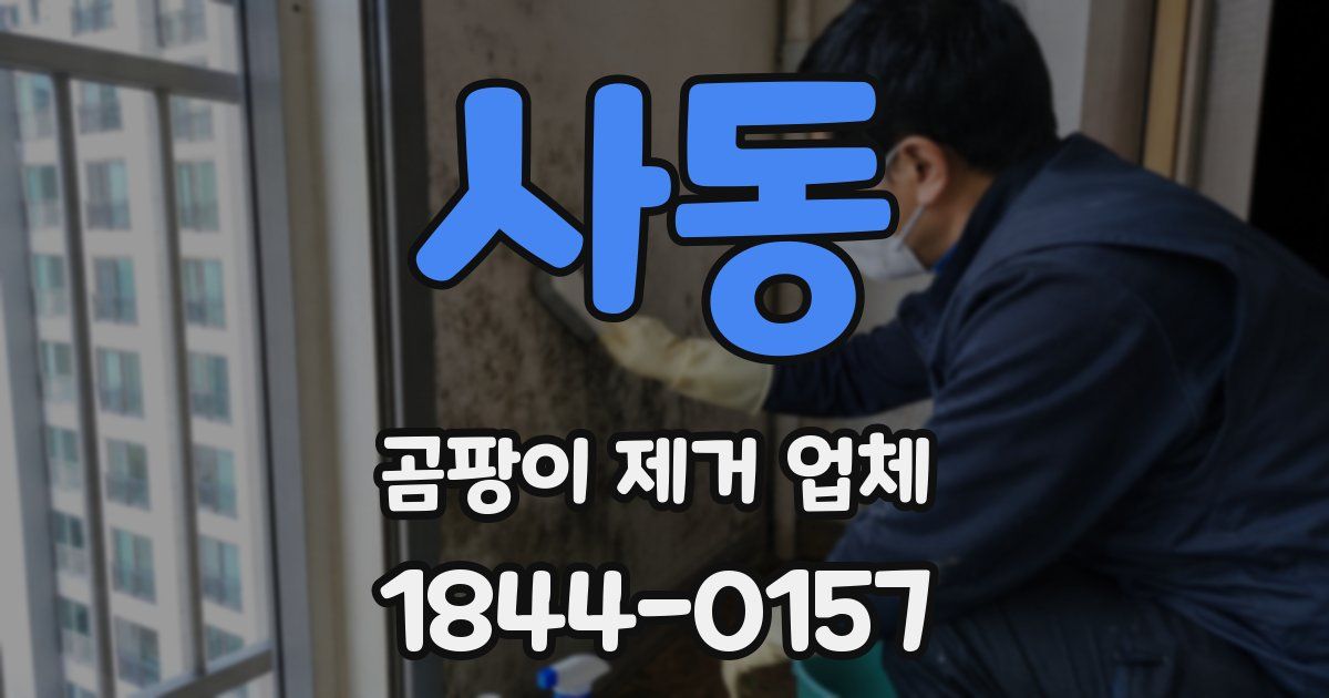 사동 곰팡이 제거 업체