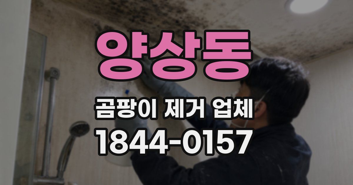 양상동 곰팡이 제거 업체