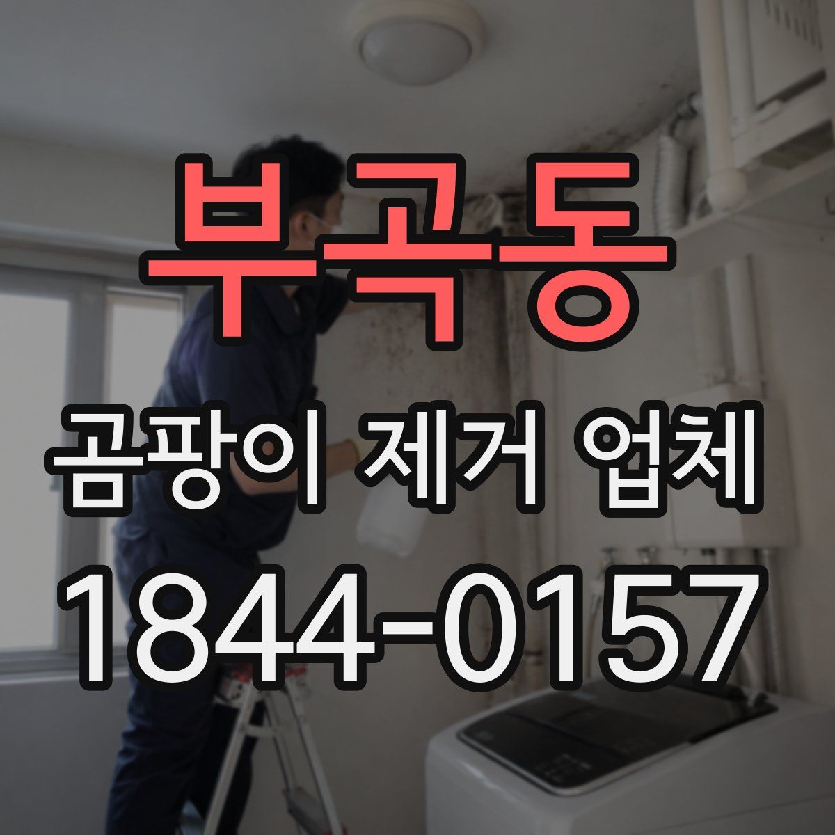 부곡동 곰팡이 제거 업체