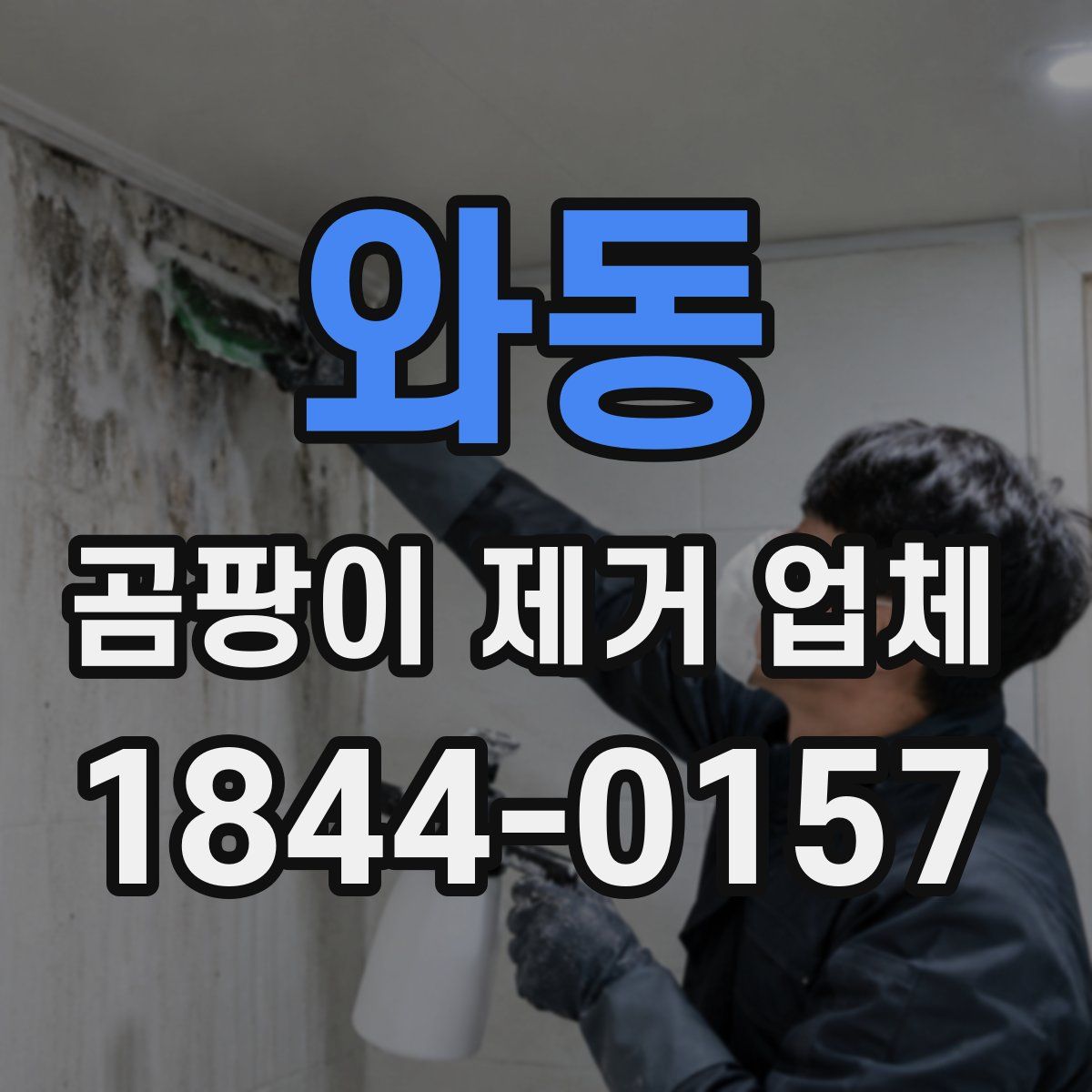 와동 곰팡이 제거 업체