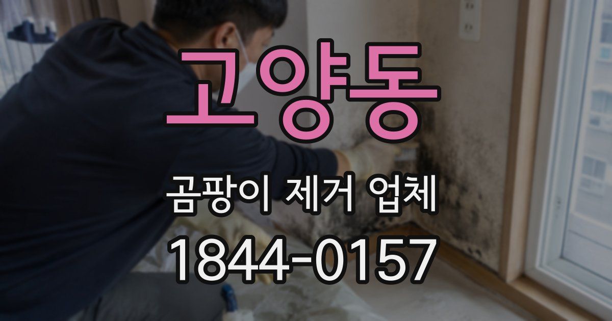 고양동 곰팡이 제거 업체