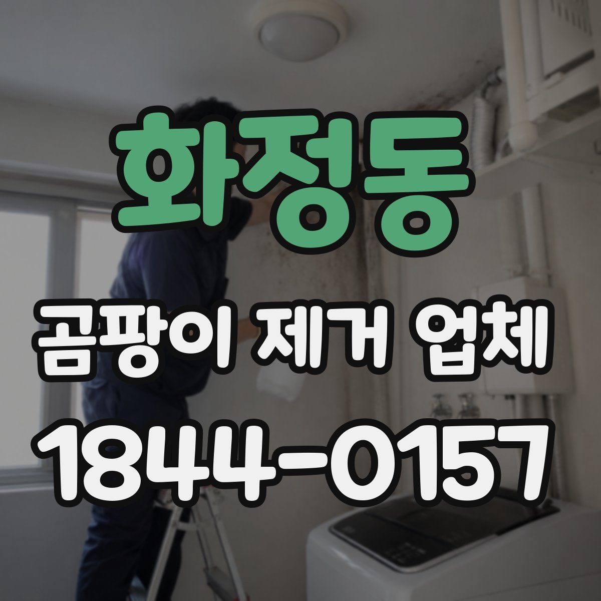 화정동 곰팡이 제거 업체