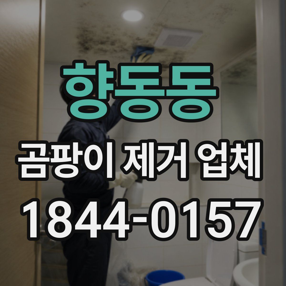 향동동 곰팡이 제거 업체