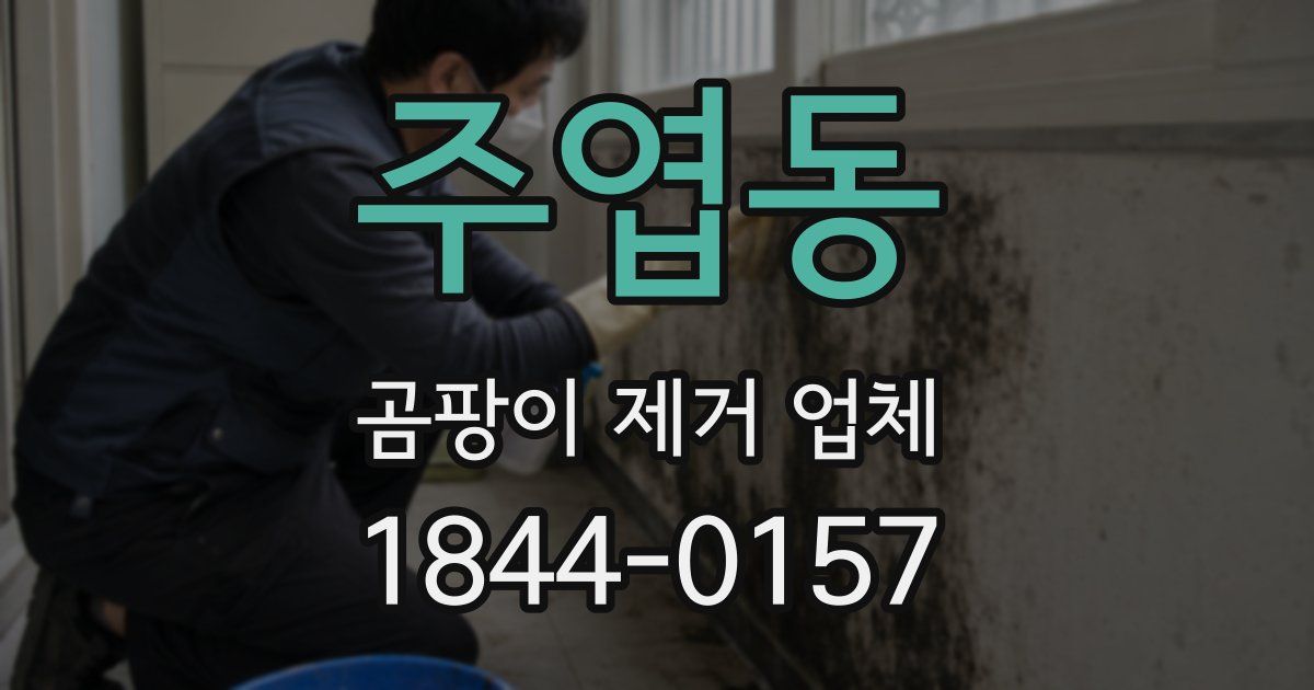 주엽동 곰팡이 제거 업체