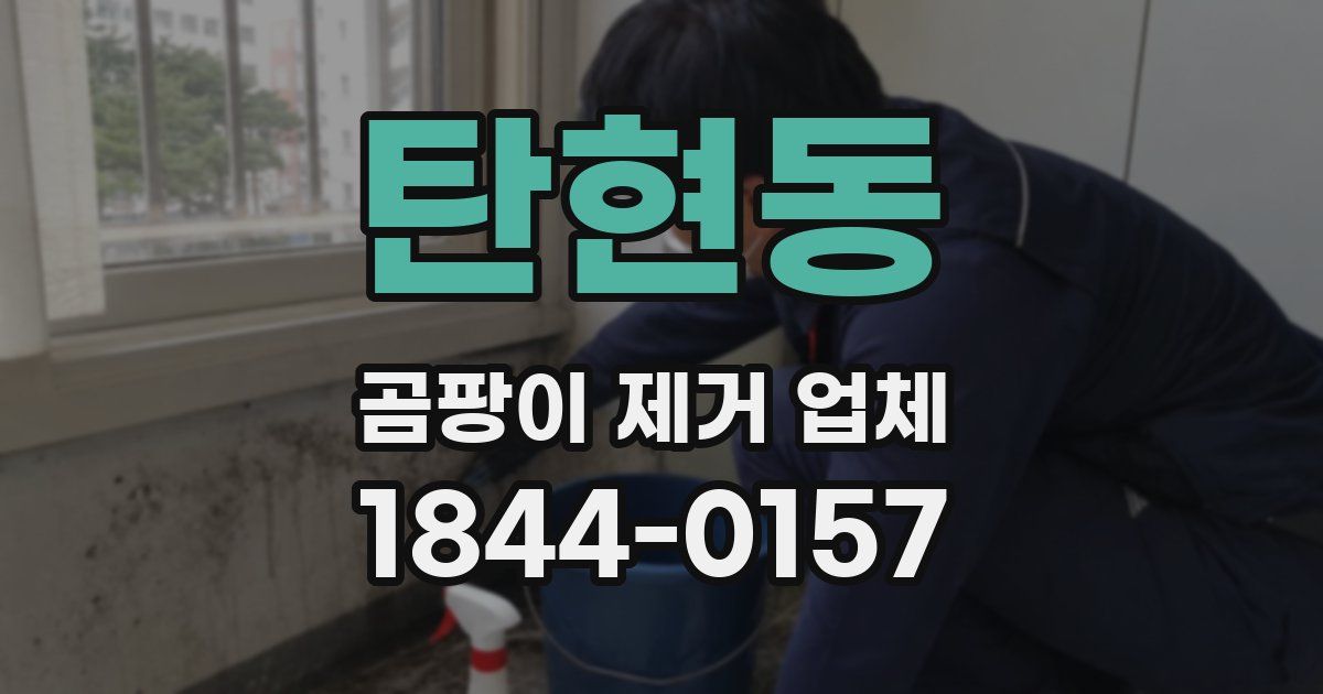 탄현동 곰팡이 제거 업체