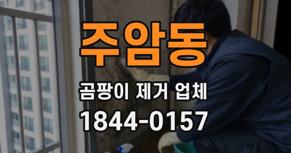 주암동 곰팡이 제거 업체