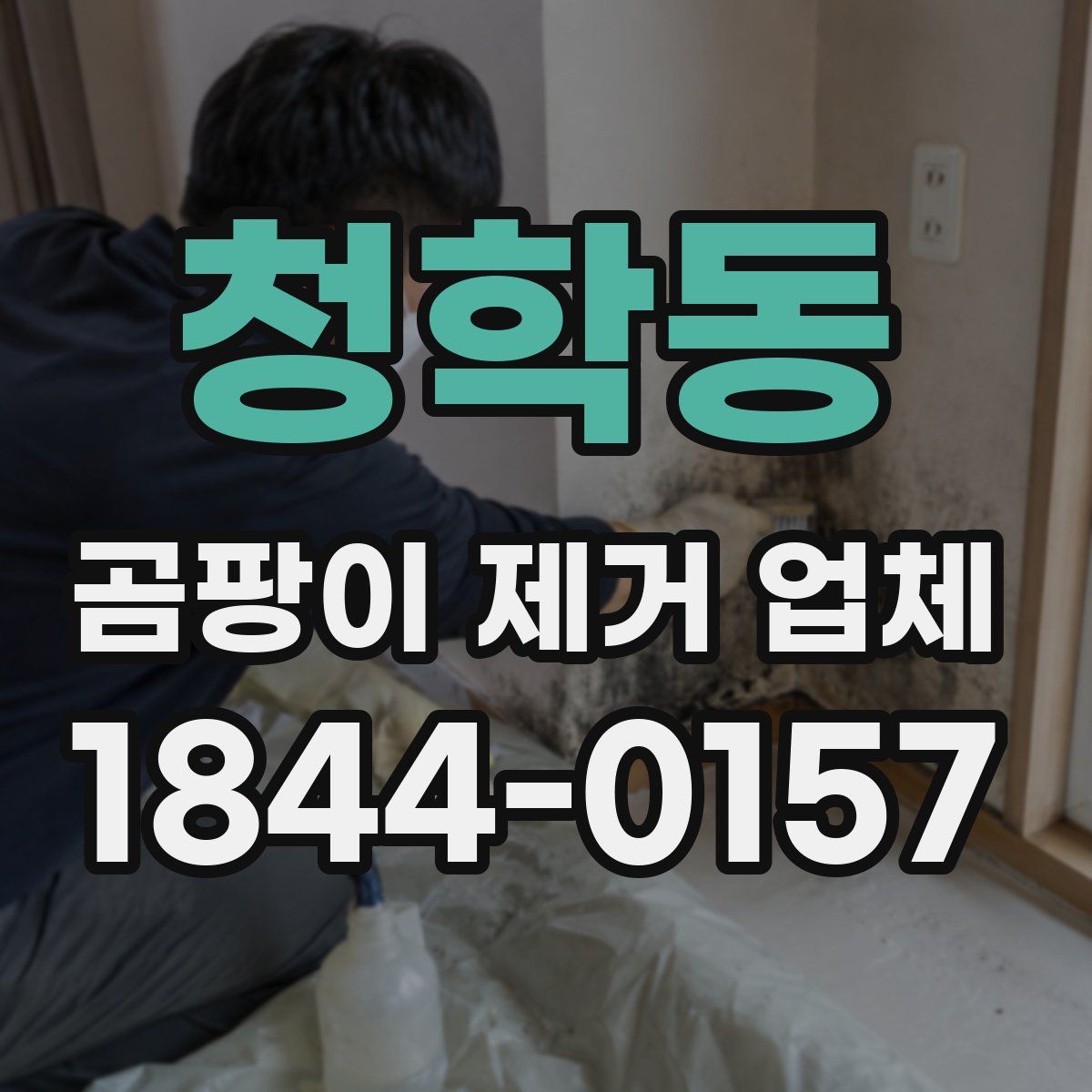 청학동 곰팡이 제거 업체