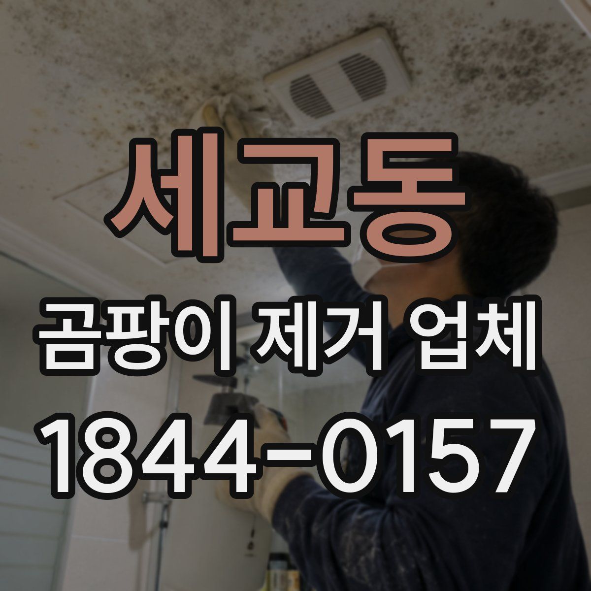 세교동 곰팡이 제거 업체