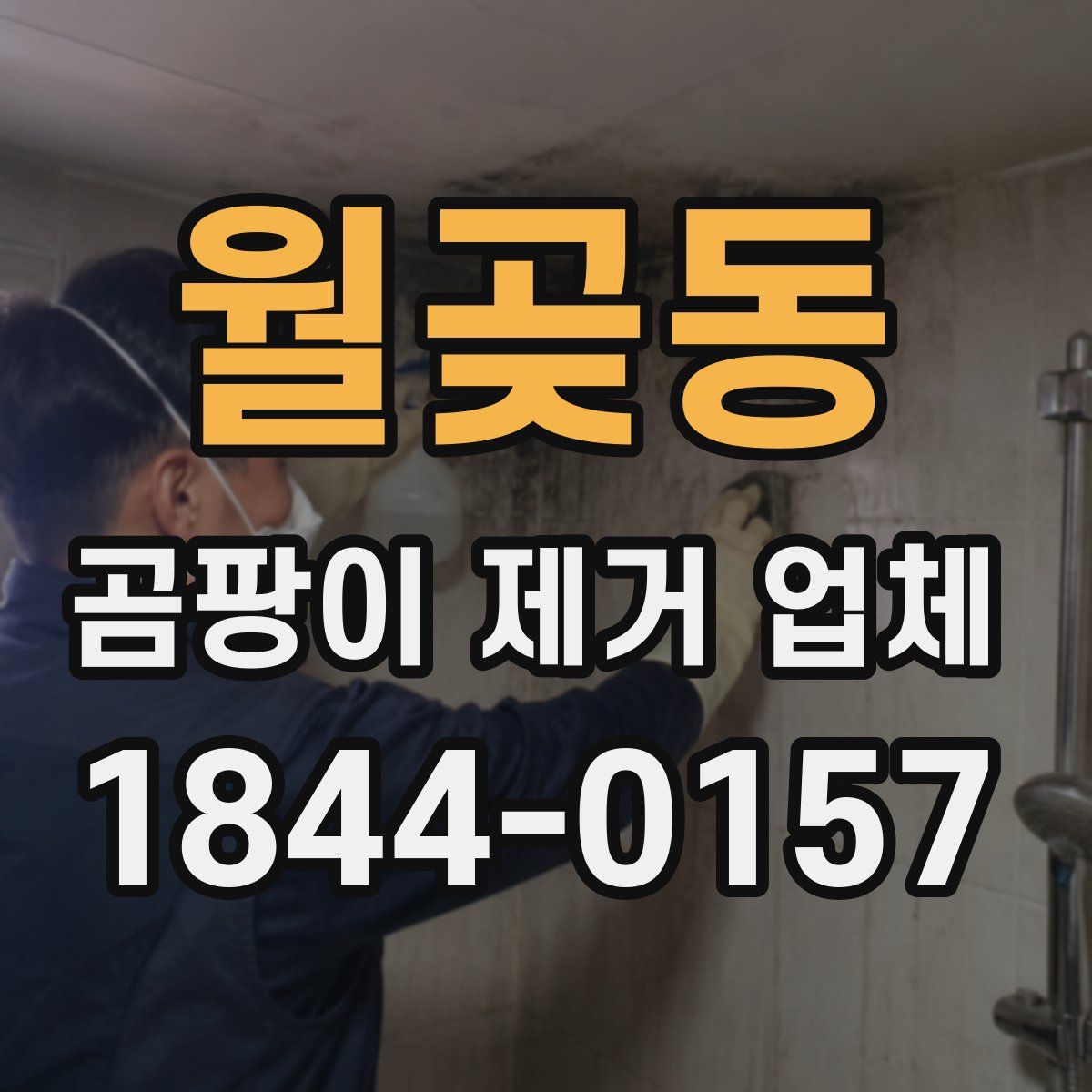 월곶동 곰팡이 제거 업체