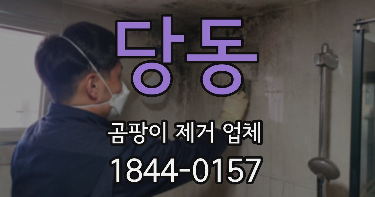 당동 곰팡이 제거 업체