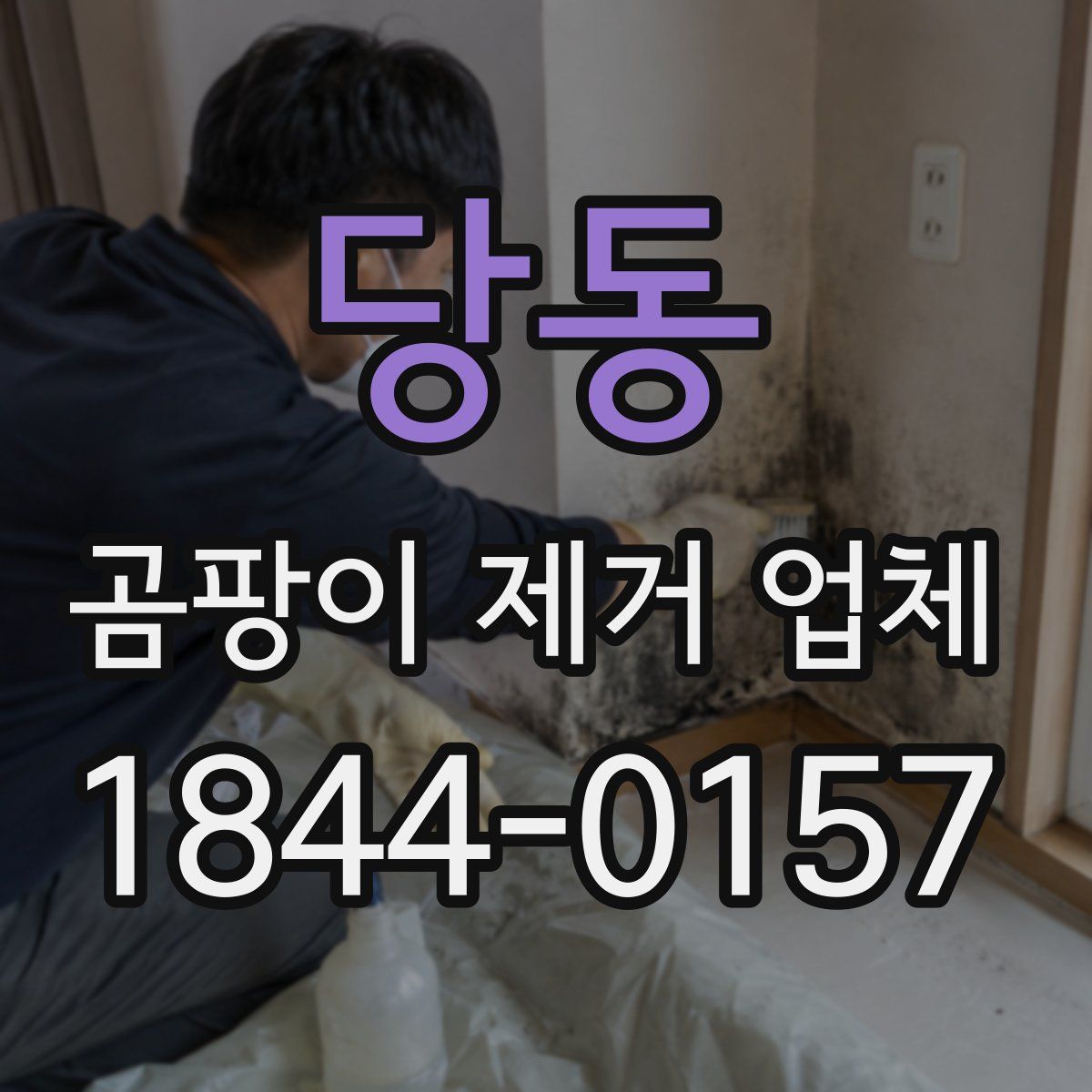당동 곰팡이 제거 업체