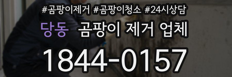 당동 곰팡이 제거 업체