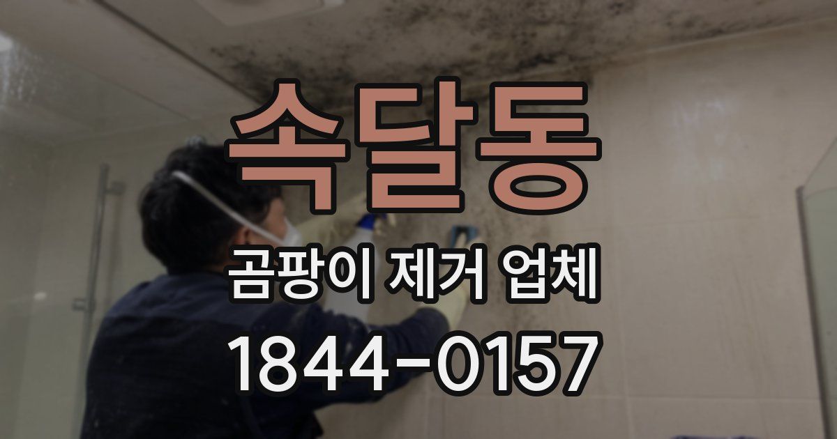 속달동 곰팡이 제거 업체