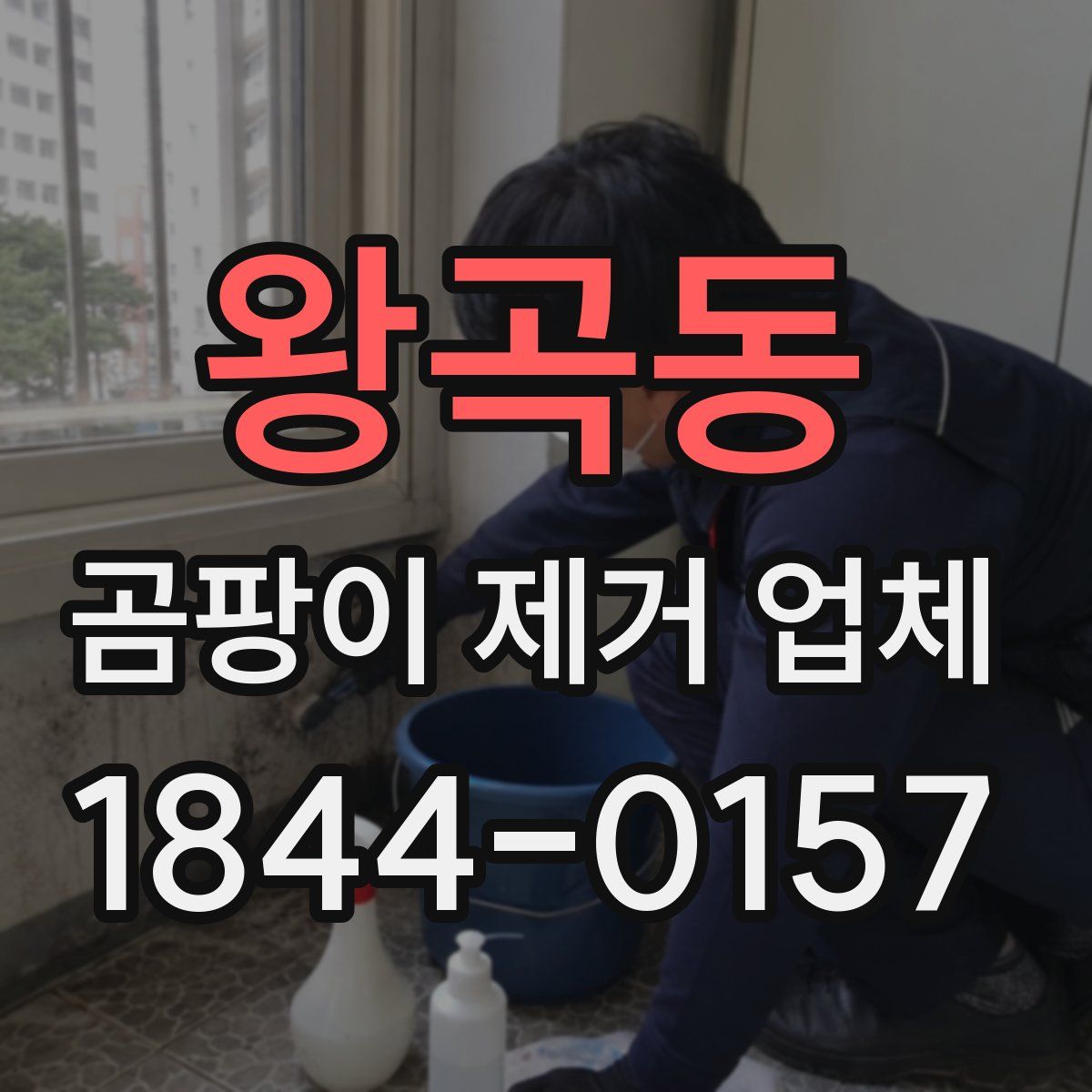 왕곡동 곰팡이 제거 업체