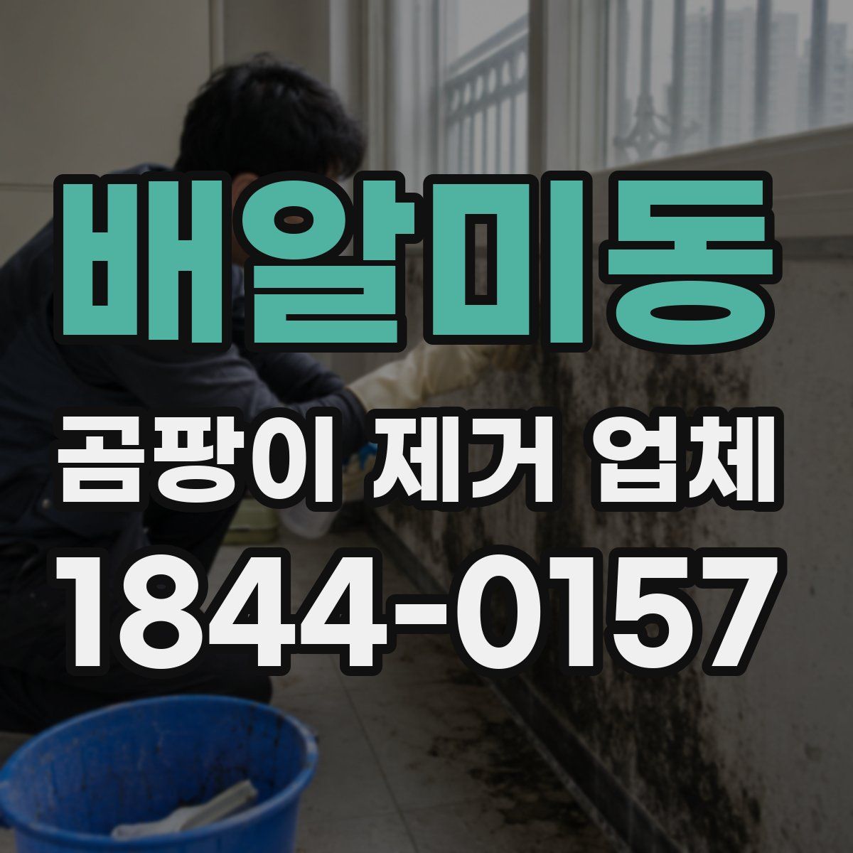배알미동 곰팡이 제거 업체