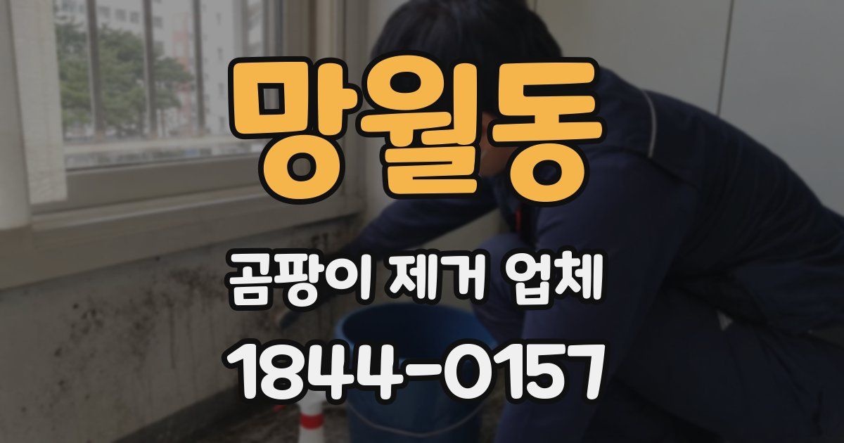 망월동 곰팡이 제거 업체