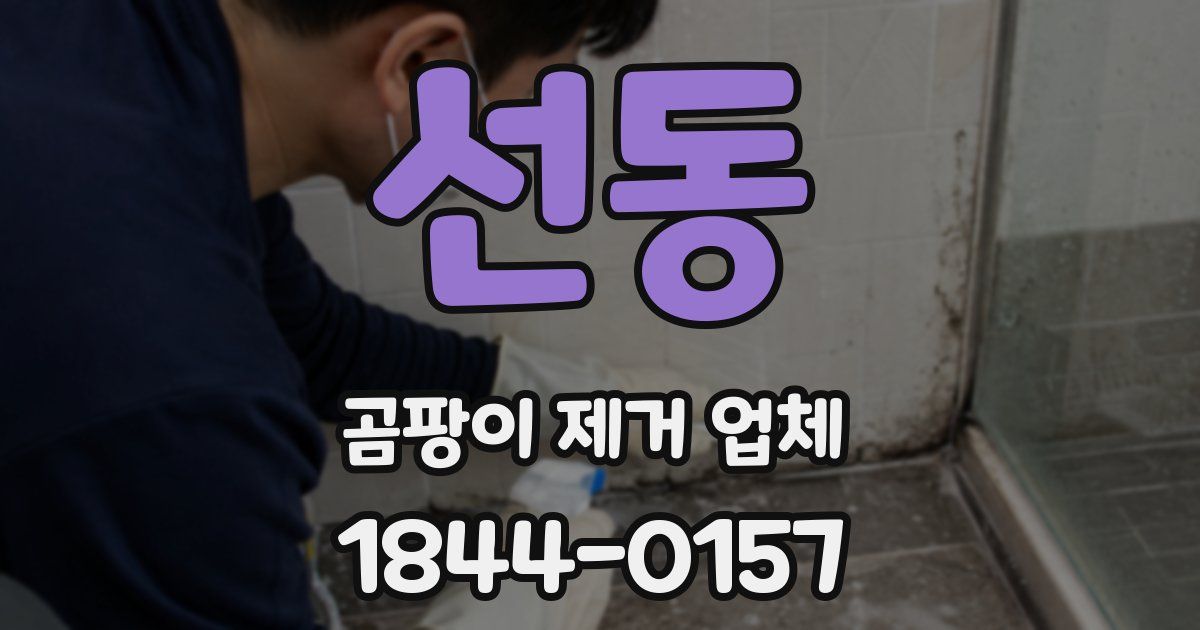 선동 곰팡이 제거 업체