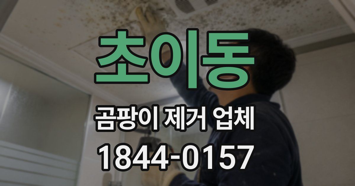 초이동 곰팡이 제거 업체