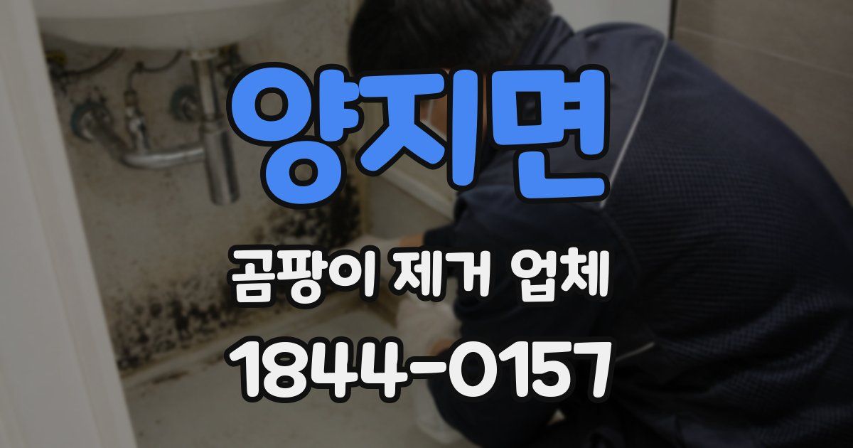 양지면 곰팡이 제거 업체